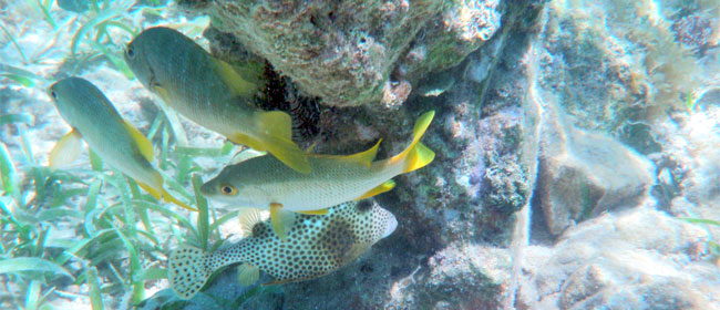 Touch only Your Camera While Snorkelling or Diving