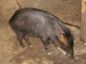 Wild pig
