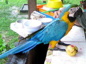 blue-yellow-macaw