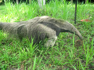 Amazon giant anteater