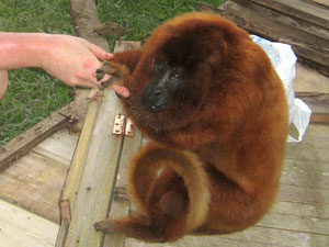 Howler Monkey