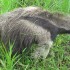 peru-giant-ant-eater peru-giant-ant-eater