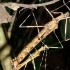peru-stick-bugs peru-stick-bugs