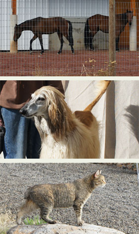 Francis horses dog bob the cat Francis horses dog bob the cat